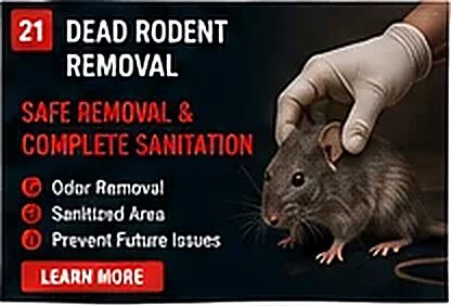 Dead Rodent Removal in NYC