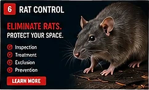 Rat Control in NYC